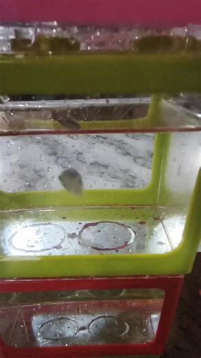 Fish Capable of Surviving with Little to No Air Pump: Betta Fish (Siamese Fighting Fish)They possess a labyrinth organ that allows them to take oxygen directly from the air surface, making them ideal for small, unfiltered containers. Gourami: hygger Another labyrinth fish that can survive in low-oxygen environments by breathing air. Paradise Fish: hygger These hardy fish can tolerate low oxygen and live without a filter. Goldfish: Times of India They are renowned for surviving in low-oxygen cond