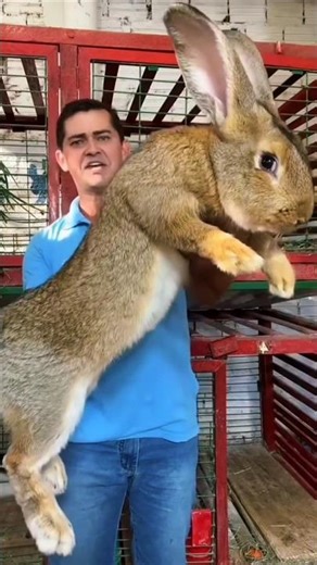 before and After AMAZING ANIMAL TRANSFORMATIONS!!