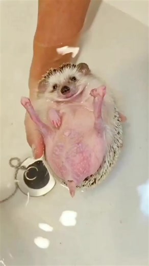 Cuteness Overload: Baby Hedgehog Adventures
