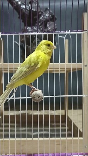 bird sounds | Canary birds call for female - canary songs - canary singing | canario - birds sound