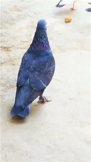 शेरा pigeon 🐦 #pigeon #kabutar #birds