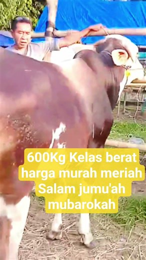 kelas berst bobot 600kg Harga spesial di hari jum'at. untuk qurban terbaik 😃