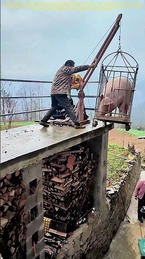 Hoisting the Hog: A Glimpse into Traditional Animal Transportation