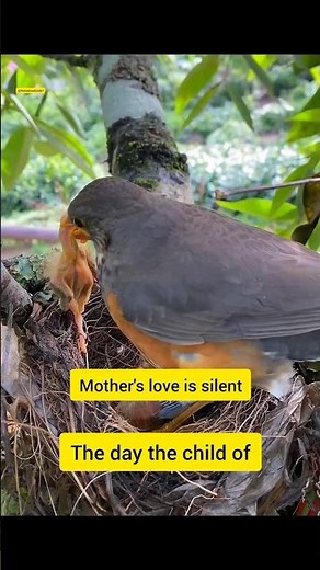 A Mother Bird’s Heartbreaking Sacrifice 🐦💔