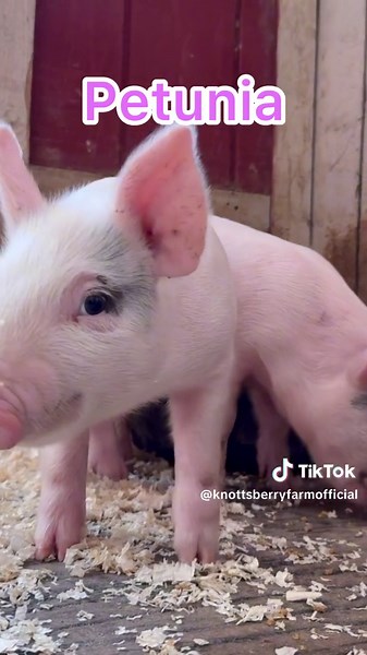 Meet our new #piglet pals in PigPen’s Pigpen during the #KnottsPeanutsCelebration now thru Feb. 25 #pigs #animals #knotts #knottsberryfarm #themepark #socal