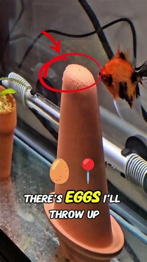 Red Devil Koi Angelfish Laid Eggs! 🥚🐠 #Shorts