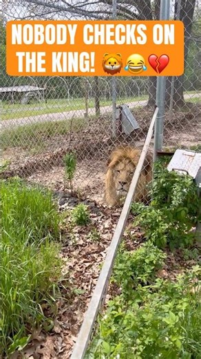 Lion Funny Mind Voice | #trending #shortsfeed #shorts #petlovers #funnyanimal
