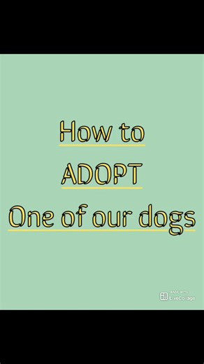 One of the most common questions we get asked is “What does the adoption process at FCAS look like?” We hope this short reel helps answer some of the questions related to the adoption process. Pause the video at any point to review information. To check on available animals visit our website : https://fayettecountyga.gov/departments/animal_control/adoptions.php | Fayette County Animal Shelter