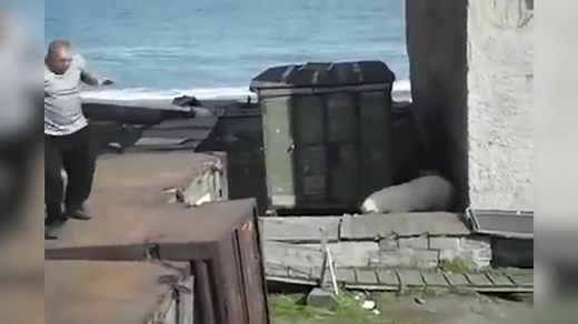 Shocking video shows man throwing a poor dog to polar bear