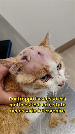 Povero Testone quanto ha sofferto