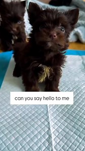 Hello dark chocolate yorkie💜 . . . #yorkie #yorkiepuppiesb#art #partiyorkie | Yorkie Town