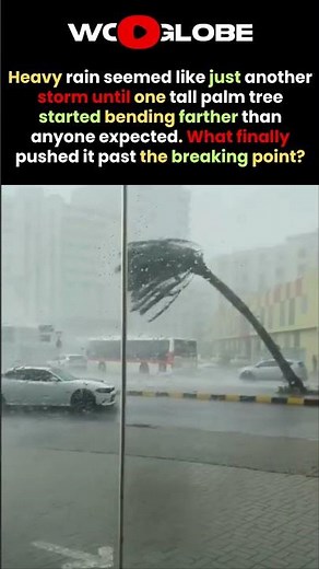 This Palm Tree Finally SNAPS Under Torrential Rain