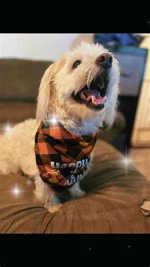 Two years ago we started our holiday dog bandannas tradition and we have come a long ways since! | Dotson Dot’s & Brother Link Kennels