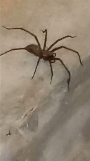 Larger than expected. Fascinating house spider.
