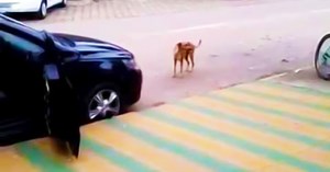 This Lonely Dog Likes Dancing in The Street