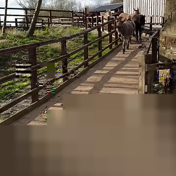 Happy Friday from our lovely Leeds herd. ❤️ | The Donkey Sanctuary