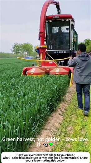 Wheat Silage Harvest – Chopping Green Grain for Livestock 🌾🚜