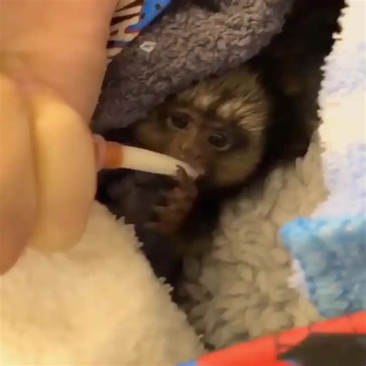 A lil sleepy bottle feeding cuteness for y’all ❤️🥺 do y’all know how much willpower it takes to endure those sad sleepy eyes, knowing there’s more milk but having to pretend there isnt otherwise he’d keep eating until his lil belly popped like a balloon 😩😭😭😭😭 I feel like a monster lol but that’s all part of parenting regardless what species I guess 🐒 Idk why babies are like this 🤦 lmaoo like just stop eating when u feel full not when you feel ready to barf it up somewhere hard for me to 