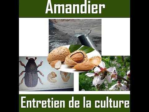 Amandier (Technique 2/3) : Entretien de la culture
