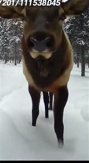 Elk Discovers Trail Cam and SMILES