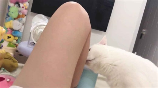 Khao Manee cat reacts hilariously after smelling owner’s leg in Jiangsu, China