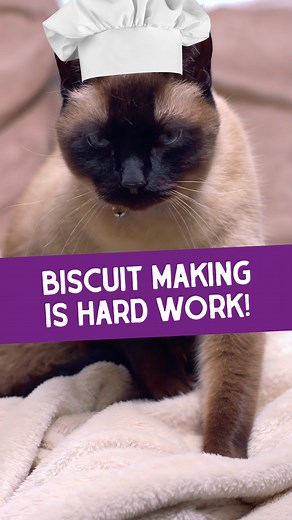 1.5M views · 10K reactions | Have you ever wondered why a cat kneads?...