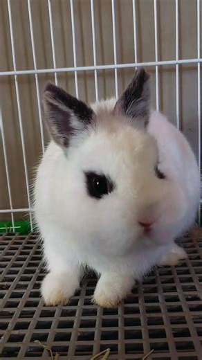 fêmea coelho anão Netherland dwarf #rabbit #goiás #goiânia