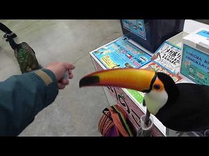 掛川花鳥園 餌やり体験 オニオオハシ コクチョウ コールダック
