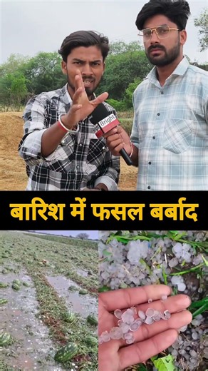 बारिश होने के कारण किसान का फसल बर्बाद हो गया #shortvideo #shorts #video