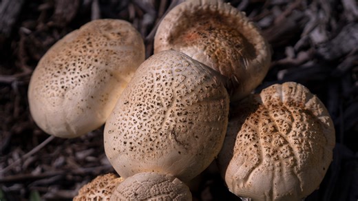 'Dog vomit slime mold' and other strange fungi that plague summer landscapes