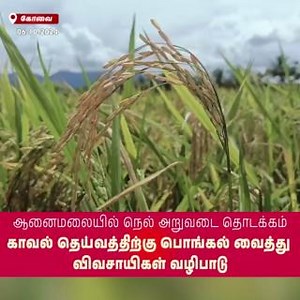 42K views · 504 reactions | Harvest Begins in Old Ayacut Area of Anaimalai, Pollachi: Farmers Seek Better Support #Coimbatore #SimpliCitynewsCoimbatore #Tirupur #Nilgiris #Pollachi #viral #SimpliCityNews #SimpliCity #News #Video #CoimbatoreDiaries #CoimbatoreNews #KovaiNews #Farmers #Harvest #OldAyacutArea #PaddyCultivation | SimpliCity News: Coimbatore | Facebook