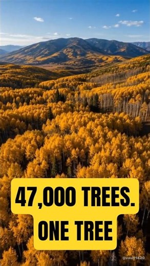This Forest Is Actually One Giant Tree 🌳