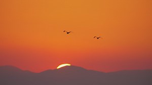 Seagulls flying against a bright orange sky - Free Stock Video