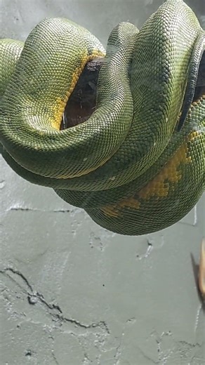 Sleeping snake part twenty two - Green Tree Python. #shorts