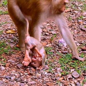 Hopeful baby monkey Luno safe after mom fight to rejected milk | Monkeys Premature