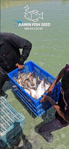 Fastest Growing Fish for Farming 🐟 | High Profit Fish Farming India #fishfarming #fishing #fishseed