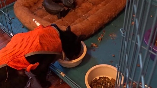 Da Adventures of Franklin and Butters on Reels