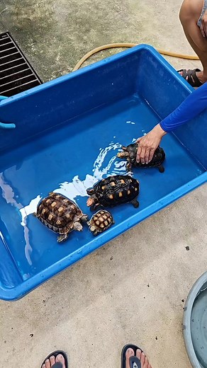 One day One Reel My red foot turtle and Sulcata Turtle | Beebies Shrimp Aquatic Pet
