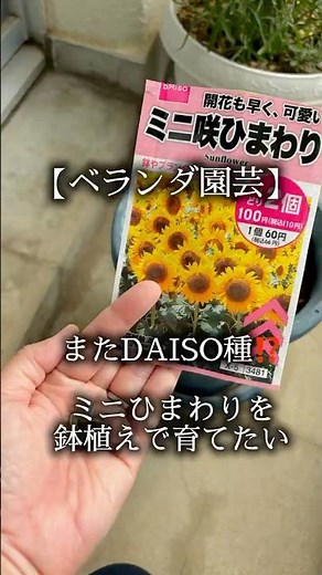 【ベランダ園芸】DAISO種/ミニひまわり種まき#ベランダ園芸 #ダイソー購入品 #gardening #日常生活