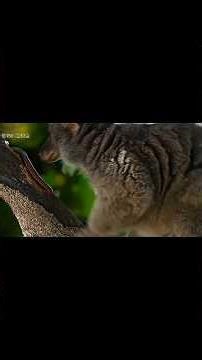 Fox monkey 🐵 #story #animals #facts #wildliferescue