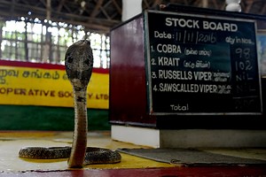 Snake catchers remove huge cobra from car engine