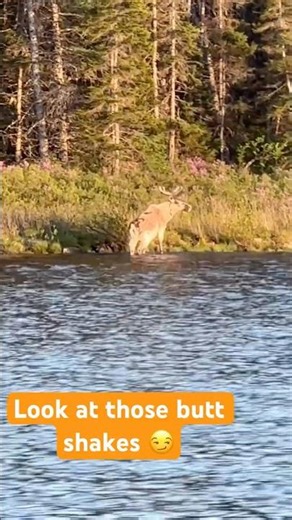 Newfoundland caribou out for a swim and shaking dry! #caribou #explorenl #outdoors #nature