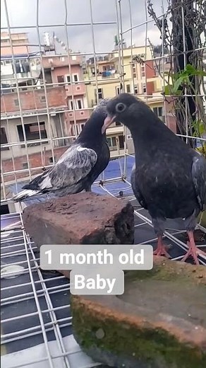 Baby pigeon 1 month old 🤗,#pigeon #shorts #viral