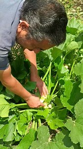 422K views · 2.4K reactions | Hand Pollination Hand pollination in the Cucurbitaceae family, or cucurbits (like squash, pumpkins, melons, and cucumbers), involves manually transferring pollen from the male flower to the female flower to ensure fruit and seed development. | Agriculture Activities | Facebook