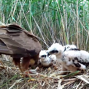 8.9K views · 216 reactions | Bird of Prey♥ Golden Eagle Feeding Chicks. | Million Viewer | Facebook