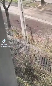 442K views · 3.9K reactions | Macska a javából.  | Nézőpont | Facebook