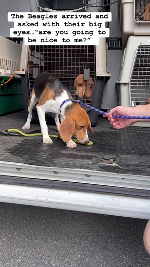 🐾❤️BEAGLE UPDATE: Getting out of the transport van, the Beagles were so terrified, you could see their big eyes asking, “are you going to be nice to me?” Our staff went slow and showed them that we are here to help, here to show them what it feels like to be loved. Now they are playing, napping and learning just how good it feels to be treated with kindness in their foster homes ❤️ | Brother Wolf Animal Rescue