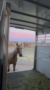 257K views · 5.8K reactions | Sometimes they don't cooperate, but sometimes they do  #horses #farmlife #newhorse #farm #route66 #reels | The Farm on Route 66 | Facebook