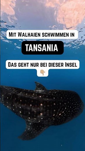 Walhaie Tansania: Diese Insel macht es möglich #reisetipps