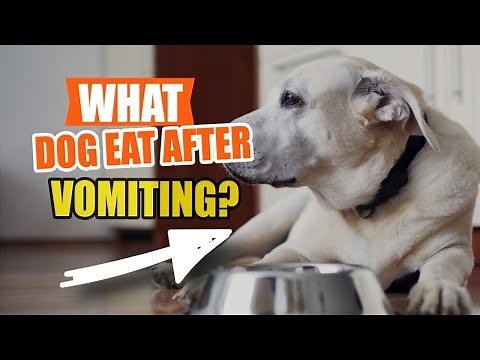 WHAT Should Dogs EAT After VOMITING?🐶🤢